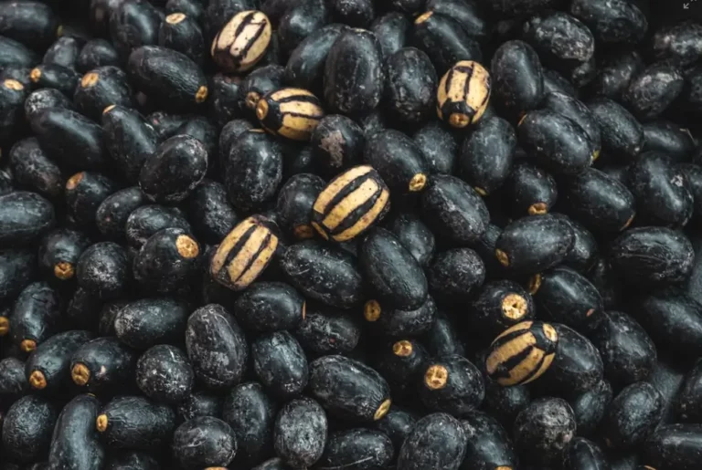 영양소가 풍부한 검은콩